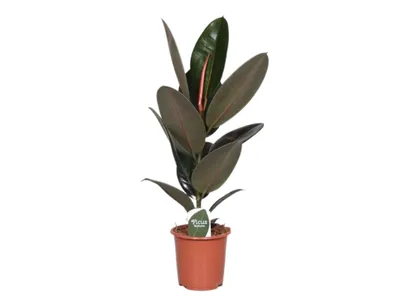 Obrázok produktu pre Gardners Ficus elastica Abidjan, priemer 17 cm