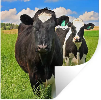 Produktbild von MuchoWow® Wandtattoo Wandsticker Wandaufkleber Kuh - Gras - Natur - Tiere 50x50 cm Selbstklebend und Repositionierbar - Selbstklebend - Fototapeten