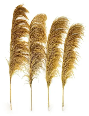 Produktbild von Getrocknetes Pampasgras-Nachbildung Gold 8 Stück 80 cm