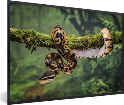 Produktbild von MuchoWow® MuchoWow® Gerahmtes Poster Schlange - Zweig - Regenwald 90x60 cm - Poster mit zchwarzem Bilderrahmen - Fotorahmen - Foto-Plakat