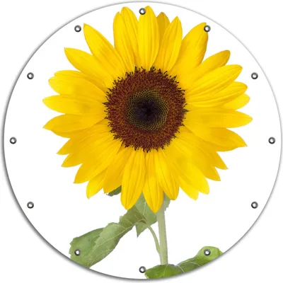 Produktbild von Wallario rundes Outdoor-Poster für Garten oder Balkon, Motiv Sonnenblume, 90 cm Durchmesser
