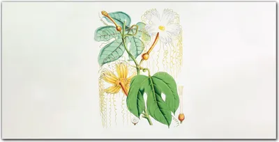 Produktbild von Coloray Küchenrückwand 120x60 Spritzschutz aus Glas - Blumen
