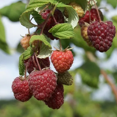 Produktbild von Lubera (R) Sanibelle (R) - Sommerhimbeere