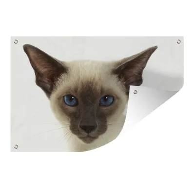 Obrázek produktu pro MuchoWow® Zahradní plakáty - Portrét siamské kočky - 60x90 cm - Zahradní dekorace
