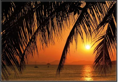 Produktbild von Wallario Wandbild Sonnenuntergang unter Palmenblättern, Größe: 70,30 x 100,30 cm, Poster mit schwarzem Aluminiumrahmen