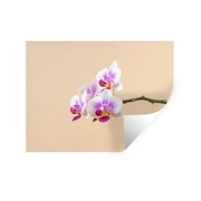 Produktbild von MuchoWow® Wandtattoo Wandsticker Wandaufkleber Weiße und rosa Orchidee 160x120 cm Selbstklebend und Repositionierbar - Selbstklebend - Fototapeten