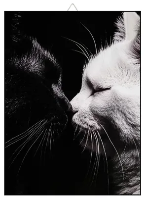 Tierbild schwarze & weiße Katze, Kunstdruck auf Holz, 30x21 cm