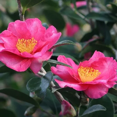 Obrázok produktu pre Kamelia – Camellia sasanqua | 50-60 cm vo výsadbovom kontajneri