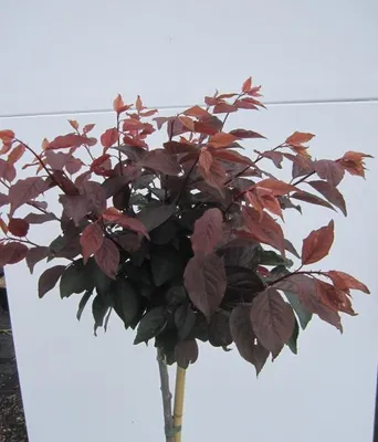 Produktbild von Hochstamm Gefülltblühende Zierpflaume - Prunus blireana - Stamm 80cm + Krone