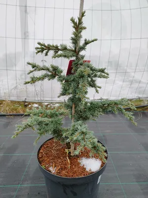 Produktbild von Cedrus atlantica 'Saphire Nymph' 70–100 cm Atlaszeder immergrün silberblau veredelt