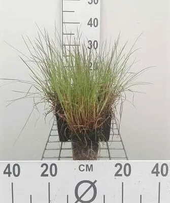 Image de 6 x Schizachyrium scoparium (andropogon scoparius) - Fétuque bleue - pot 9 x 9 cm