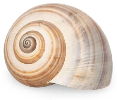 Produktbild von Pila ampullacea 3-4 cm Apfelschnecke Schneckenhaus Süßwasser Aquarium Deko Natur