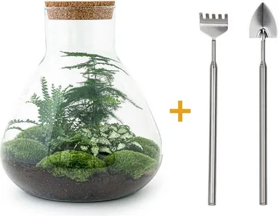 Produktbild von Diy Terrarium - Sam Xl - ↕ 35 Cm