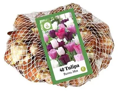 Artikelbild 1 von 'Tulpe Pastel Mix (40 Stück)' aus der Kategorie Tulpenzwiebeln