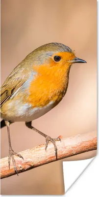 Produktbild von MuchoWow® Poster Vogel - Zweig - Rotkehlchen 60x120 cm - Wandschmuck