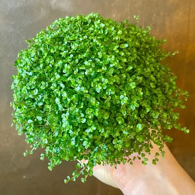 Produktbild von 6 x Soleirolia - Soleirolia soleirolii - kvetináč 9cm x 9cm