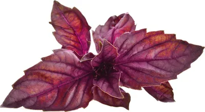 Zdjęcie produktu dla Click & Grow Click & Grow Smart Garden refill Red Basil 3pcs