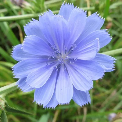 Obrázek produktu pro 6 x čekanka obecná - Cichorium intybus | květináč 9 cm x 9 cm