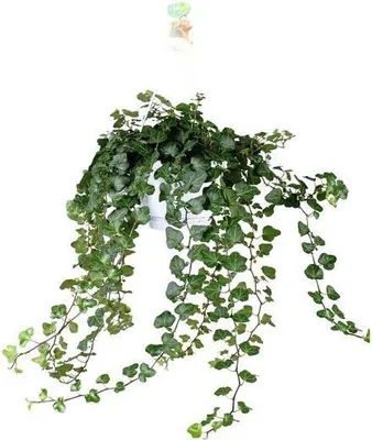 Produktbild von Efeu Hedera Helix Wonder Green Ø24cm ↕70cm Zimmerpflanze Kletterpflanze