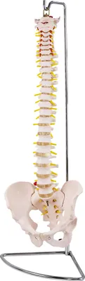 Produktbild von Anatomie Modell Skelett Wirbelsäule Lebensgroß Wirbelsaeule Menschlicher Körper Medizin Model Skelettmodell mit Bandscheibenvorfall Lehrmodelle MedMod