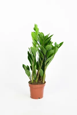 Productafbeelding van JUNAVERA Zamioculcas zamiifolia sterke kamerplant | potmaat 12 cm | circa 50 cm hoog