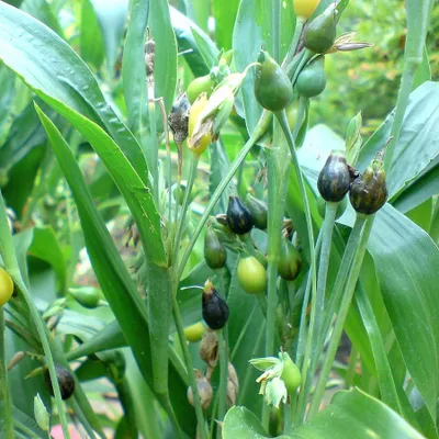 Productafbeelding van Hiobstranen (Coix lacryma-jobi) - 10 zaden