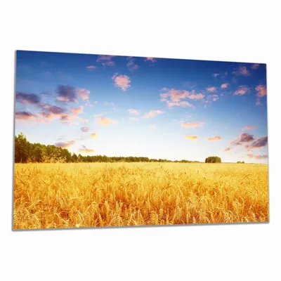 Produktbild von Wallario Herdabdeckplatte aus Glas, Größe 80 x 52 cm 1-teilig, Motiv Weizenfeld unter blauem Himmel