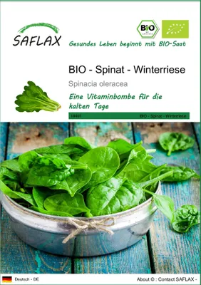 Produktbild von SAFLAX - BIO - Spinat - Winterriese - Spinacia oleracea - 250 Samen