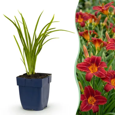 Image de Green boutiQ - Vasteplant - Hémerocallis Autumn Red - Daglilie - Attire les abeilles et les papillons - Rouge - 3 plants - Pot de 11 cm - Hauteur 15-25 cm
