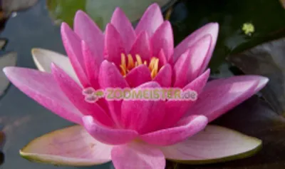 Produktbild von Seerose Charles de Meurville winterhart Rhizom, Teichpflanze