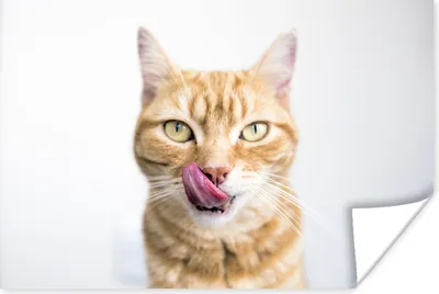 Produktbild von MuchoWow® Poster Katze - Zunge - Weiß 30x20 cm - Plakate - Print