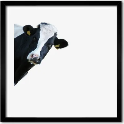 Produktbild von Bild - 50 cm x 50 cm - MDF - Rahmen, Wandkunst - Kuh