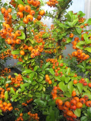 Produktbild von Feuerdorn Teton - Pyracantha Teton - 60-100cm