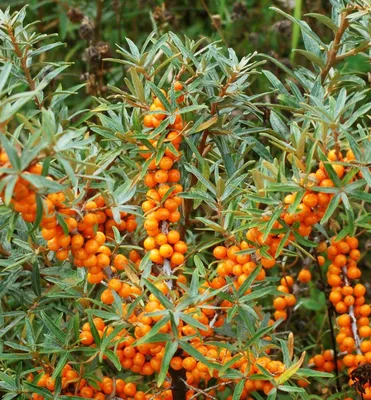 Produktbild von Sanddorn ´FRIESDORFER ORANGE´ 30-40 cm, Cont. 2 l - selbstfruchtbar
