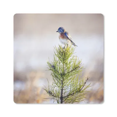 Produktbild von MuchoWow® Mauspad Mousepad Vogel auf einem Ast eines Baumes 23x19 cm - Mousepads - Maus Mat - Pad - Mausunterlage - Schreibtischunterlage - Mauspad
