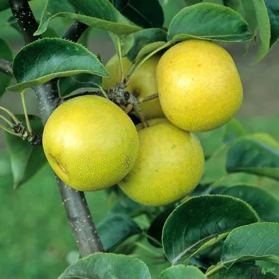 Produktbild von Nashi-Birne Nijiseiki Birnen Birnenbaum Obstbaum 80 - 120 cm 2-jährig Busch