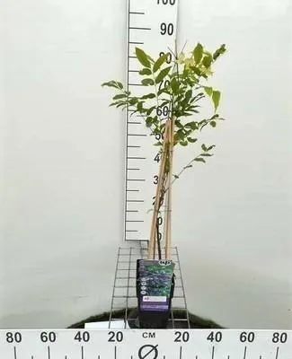 Obrázek produktu pro Wisteria macr. 'Clara Mack' - Blauregen 'Clara Mack' 50-60 cm | Topf