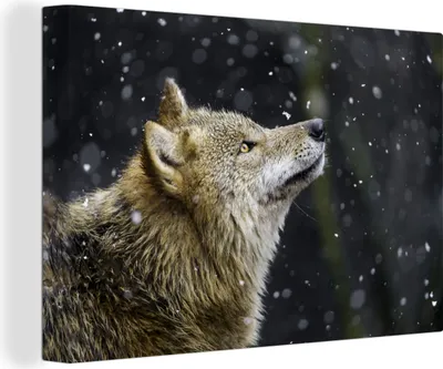 Produktbild von OneMillionCanvasses® - Leinwandbilder - 150x100 cm, Wolf - Schnee - Braun, Wandbilder Kunstdruck Wanddekoration
