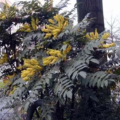 Obrázok produktu pre 2 x Mahónia 'Bealei' - Mahonia japonica (= Bealei) | 30-50 cm v kontajneri
