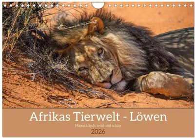 Produktbild von Afrikas Tierwelt - Löwen (Wandkalender 2026 DIN A4 quer), CALVENDO Monatskalender