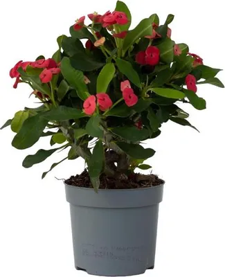 Zdjęcie produktu dla Wilczomlecz okazały - Euphorbia 'Milii' - Wysokość 25-35cm - ⌀13cm