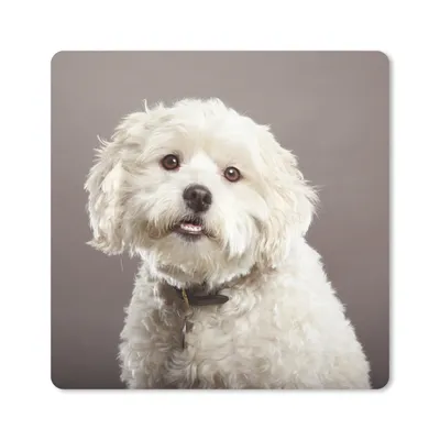 Produktbild von MuchoWow® Mauspad Mousepad Malteser Hund Porträt 20x20 cm - Mousepads - Maus Mat - Pad - Mausunterlage - Desk Mat - Bureauartikeln