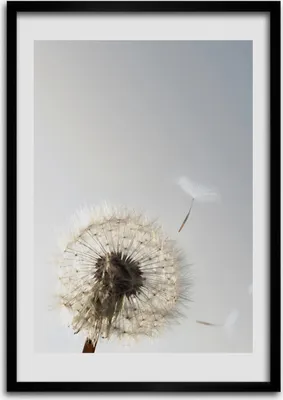 Produktbild von Bild - Bilderrahmen - Foto - 70 cm x 100 cm - MDF - Rahmen - Wandkunst - Löwenzahn