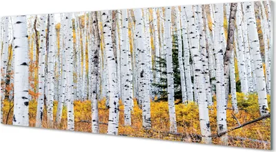 Produktbild von Glasbilder 125x50 Wandkunst Herbst Birke