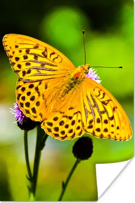 Produktbild von MuchoWow® Poster Schmetterling - Tiger - Blume 120x180 cm - Kunstposter
