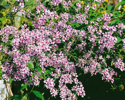 Produktbild von Herbstaster Ideal, im Topf - Aster cordifolius