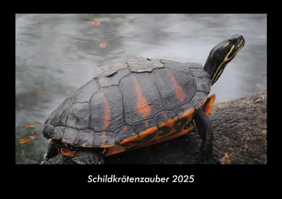 Produktbild von Schildkrötenzauber 2025 Fotokalender DIN A3