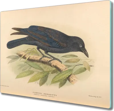 Produktbild von Coloray Hackbrett Kochplattenabdeckung Herdabdeckplatte 60x52 cm Schneidebrett Küchenbrett - Vogel Zeichnung
