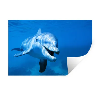 Produktbild von MuchoWow® Wandtattoo Wandsticker Wandaufkleber Delfin - Wasser - Meer 120x80 cm Selbstklebend und Repositionierbar - Selbstklebend - Fototapeten