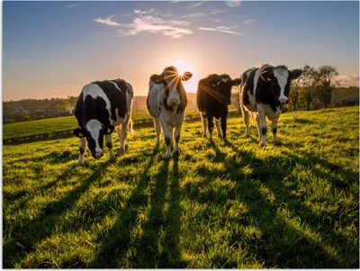 Produktbild von MuchoWow® Poster Kühe - Sonne - Gras - Tiere - Bauernhof 160x120 cm - Foto Plakat